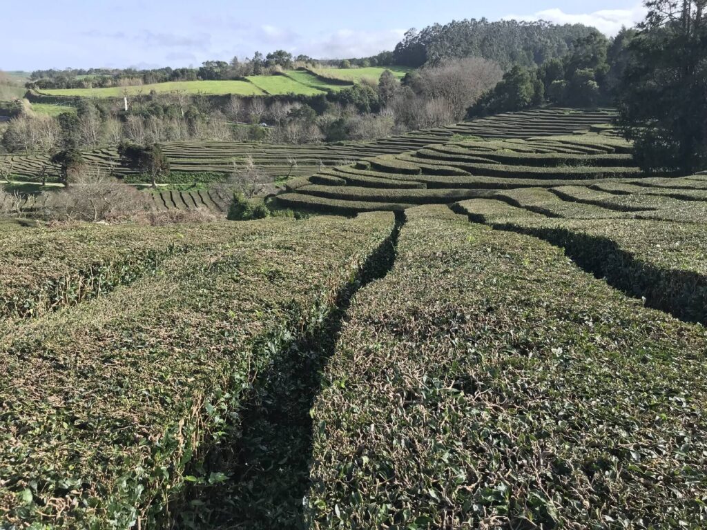 Jediná čajová plantáž v Evropě.
