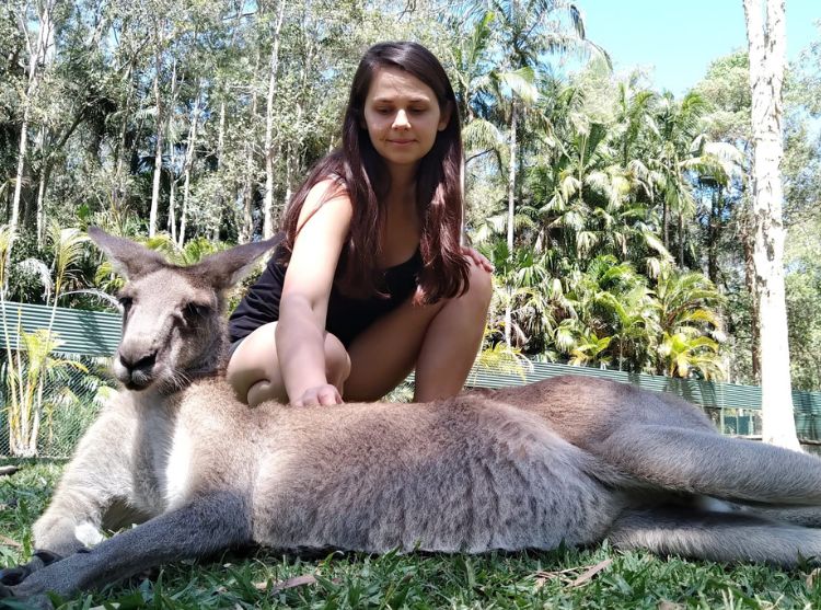 Setkání s klokanem v Austrálii