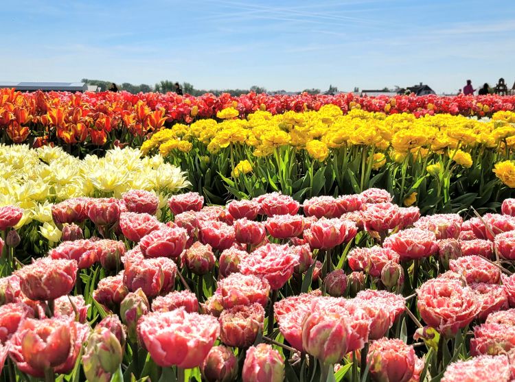 tulipánové pole Holandsko